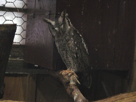 20110808-owl03
