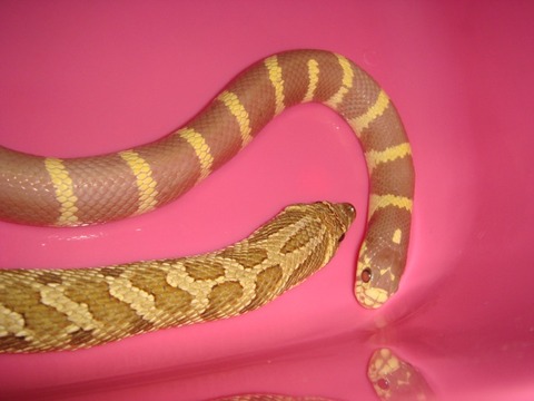 20101115-4