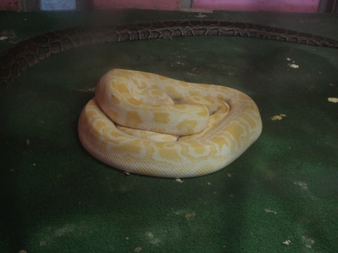 20110918-snakecenter25
