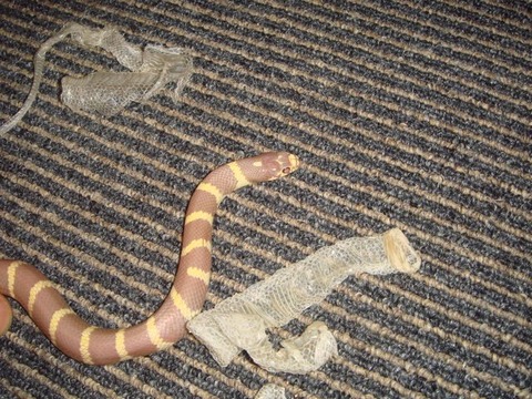 20100912-snake6
