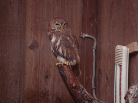 20110808-owl08