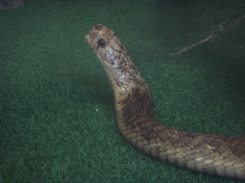 20110918-snakecenter08