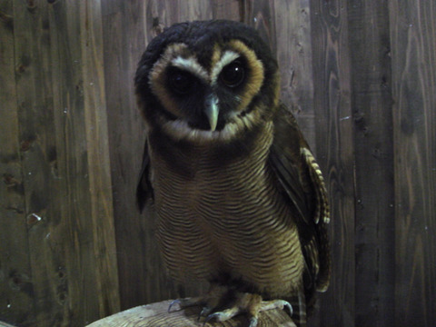 20110808-owl04