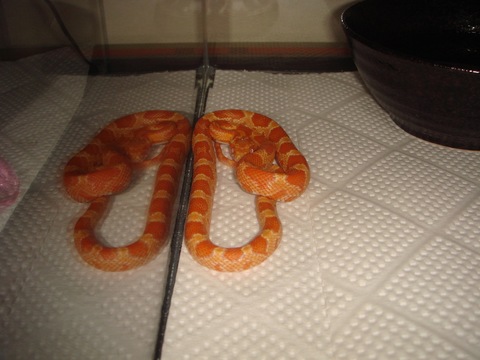 20100503_7
