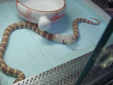 20100912-snake5