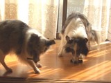 よし