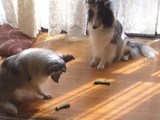 まて