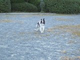 立止