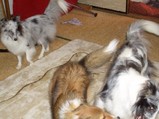傍観犬