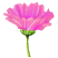 flower pink
