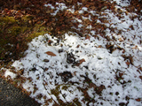 雪