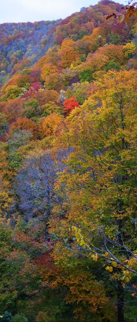 発荷峠より湖畔へ向かう途中 発荷峠より湖畔へ向かう途中