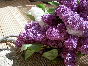 道端の花売り 明日もあさってもドイツ