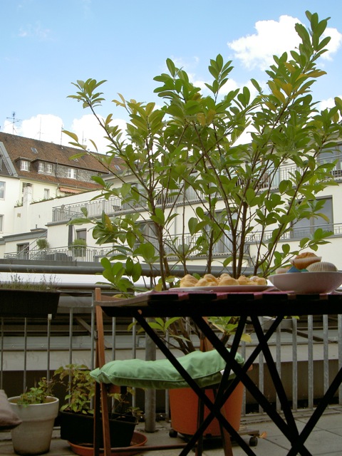 homecafe1