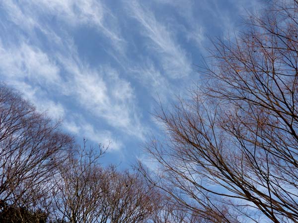 ケヤキと巻雲とコブシの花芽 山森 浪漫