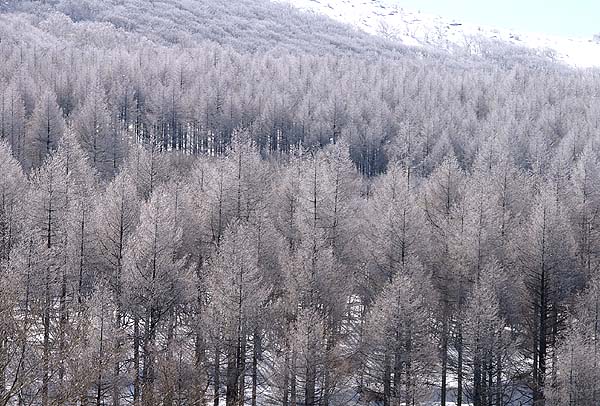 冬枯れの森を真っ白に染める霧氷 山森 浪漫