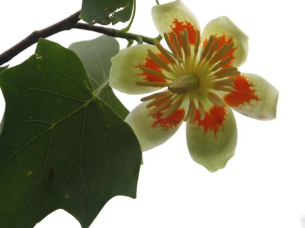 ユリノキの花の季節です 山森 浪漫