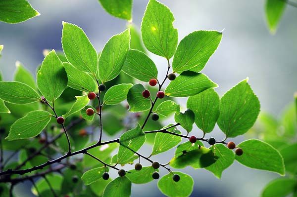 オレンジの実をつけはじめたエノキ 山森 浪漫