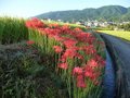 彼岸花