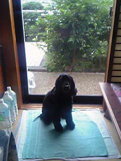 お尻ふき1