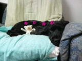 ねむねむZzz