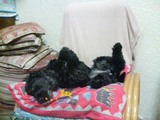 ねむねむZzz3