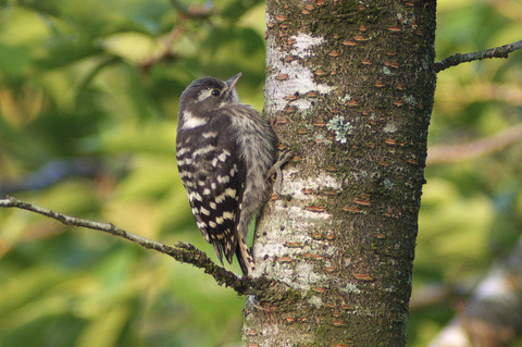 コゲラ幼鳥雄 Japanese Pigmy Woodpekker : jobi,jobi!