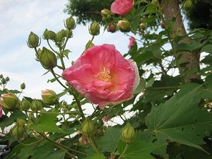IMG_7210