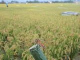 P9120279