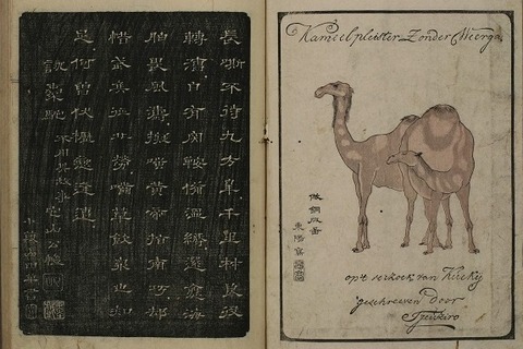 世界の駱駝（ラクダ）図柄の切手10種 うちモンゴルが4種 癒