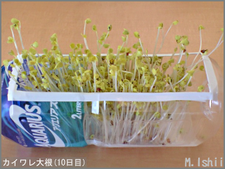 5 6 カイワレ大根 のスプラウト栽培 ３ M Ishiiのエコ本語 旧式