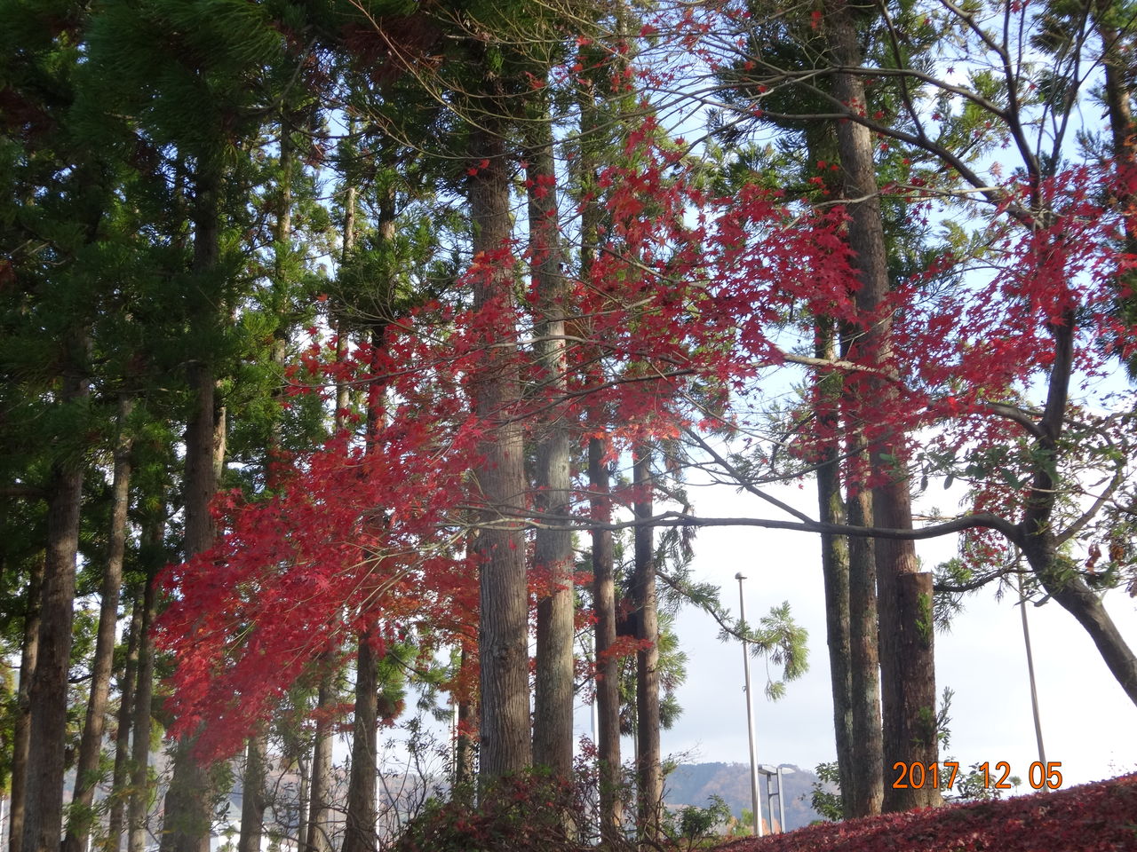 DSC00439