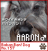 BaBanBanDog 157-AARON