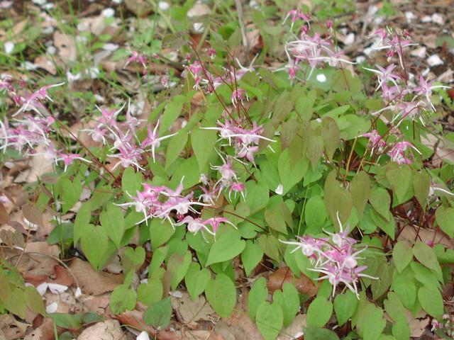野川いかり草