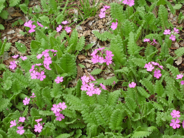 野川花