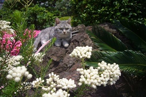 ミルと5月の花.jpg
