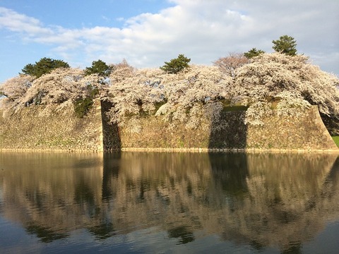 桜20-2