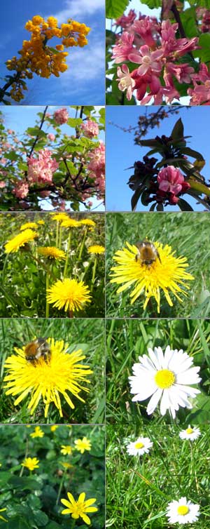 flowers