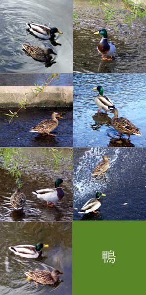 duck