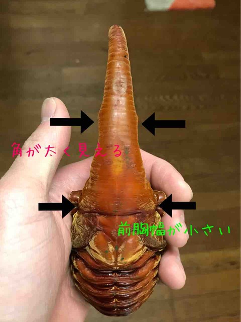 胸角超極太カブトムシ80㎜ 胸角幅7.4㎜ 1♂ 標本