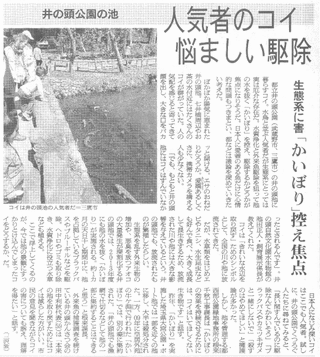 井の頭公園のコイ