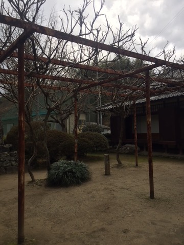 藤