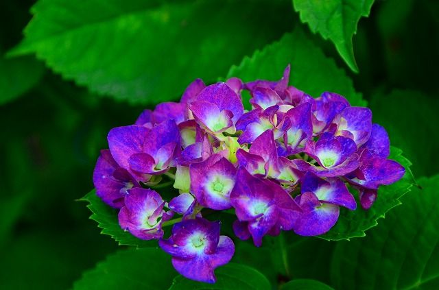 紫陽花