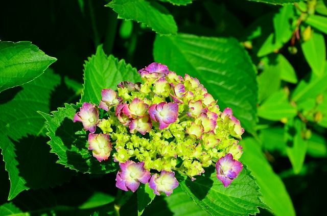 紫陽花