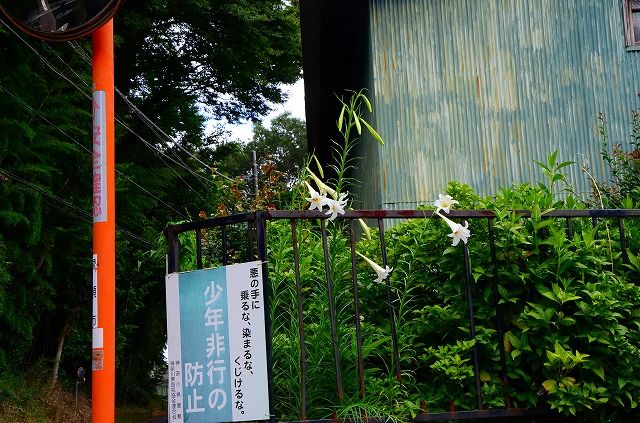 タカサゴユリ(高砂百合)