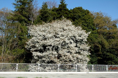 山桜の見事な花