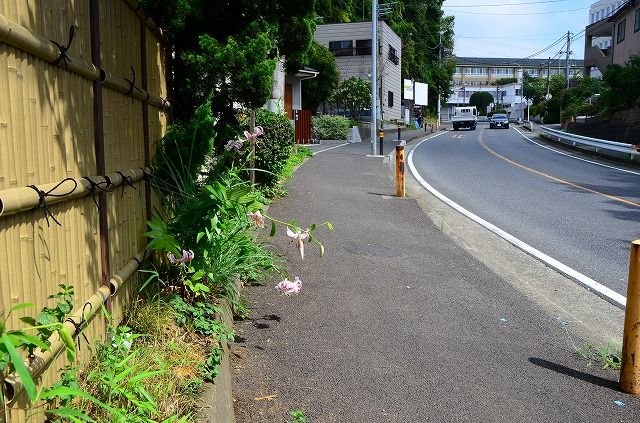 通学路に咲く鹿の子百合