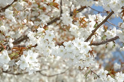 びっしりの花、花