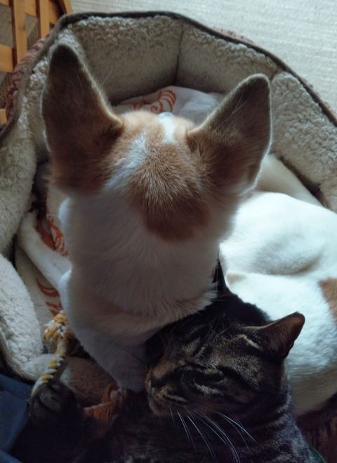 IMAG7082-2158x2966