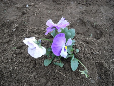 garden_05